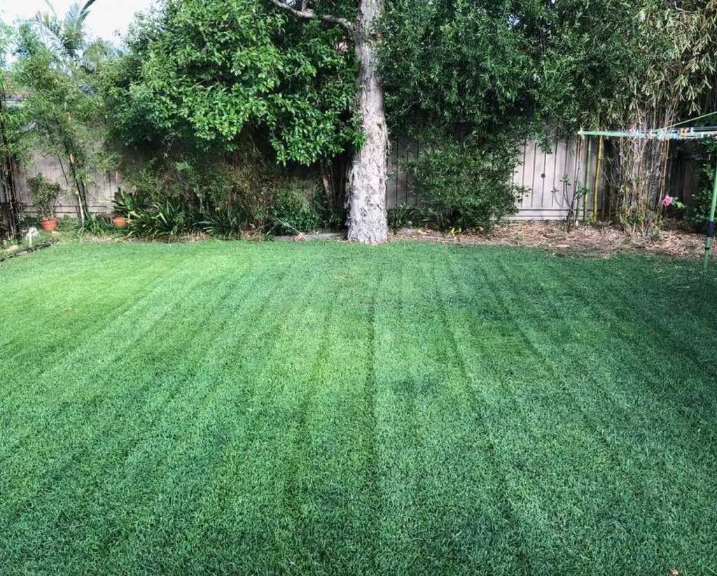 The same lawn after the Coochie HydroGreen program: dense, green and weed-free