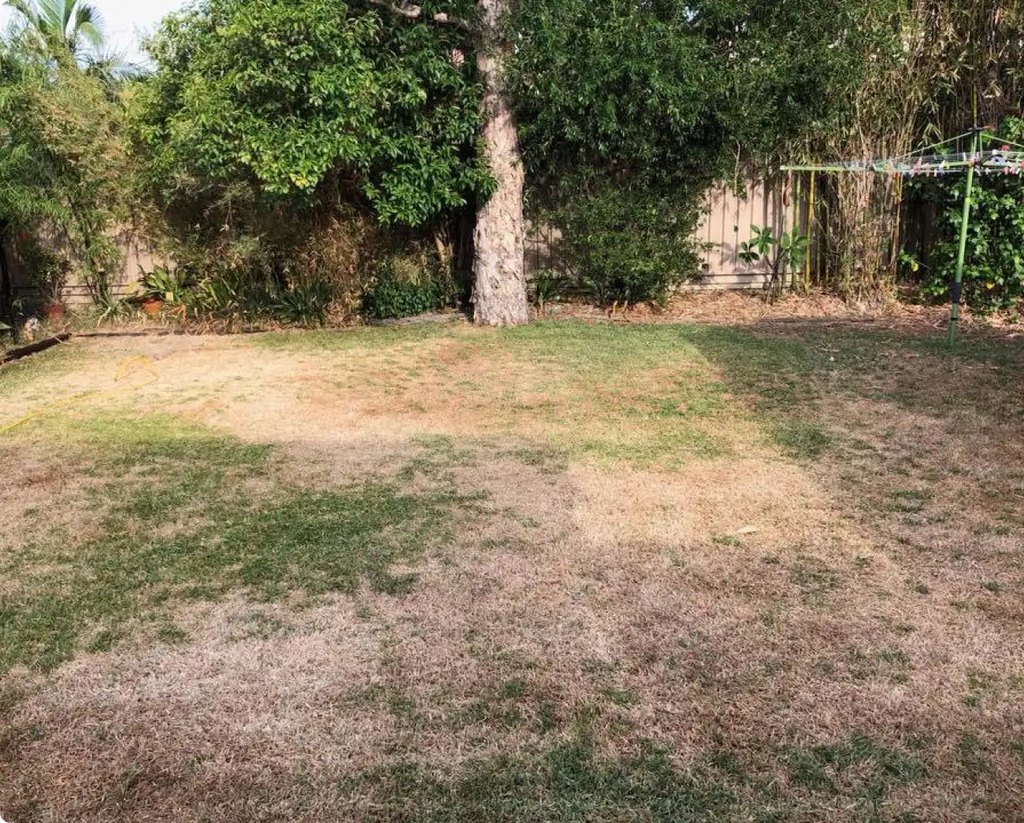 Lawn before the Coochie HydroGreen program: patchy, thin and full of weeds